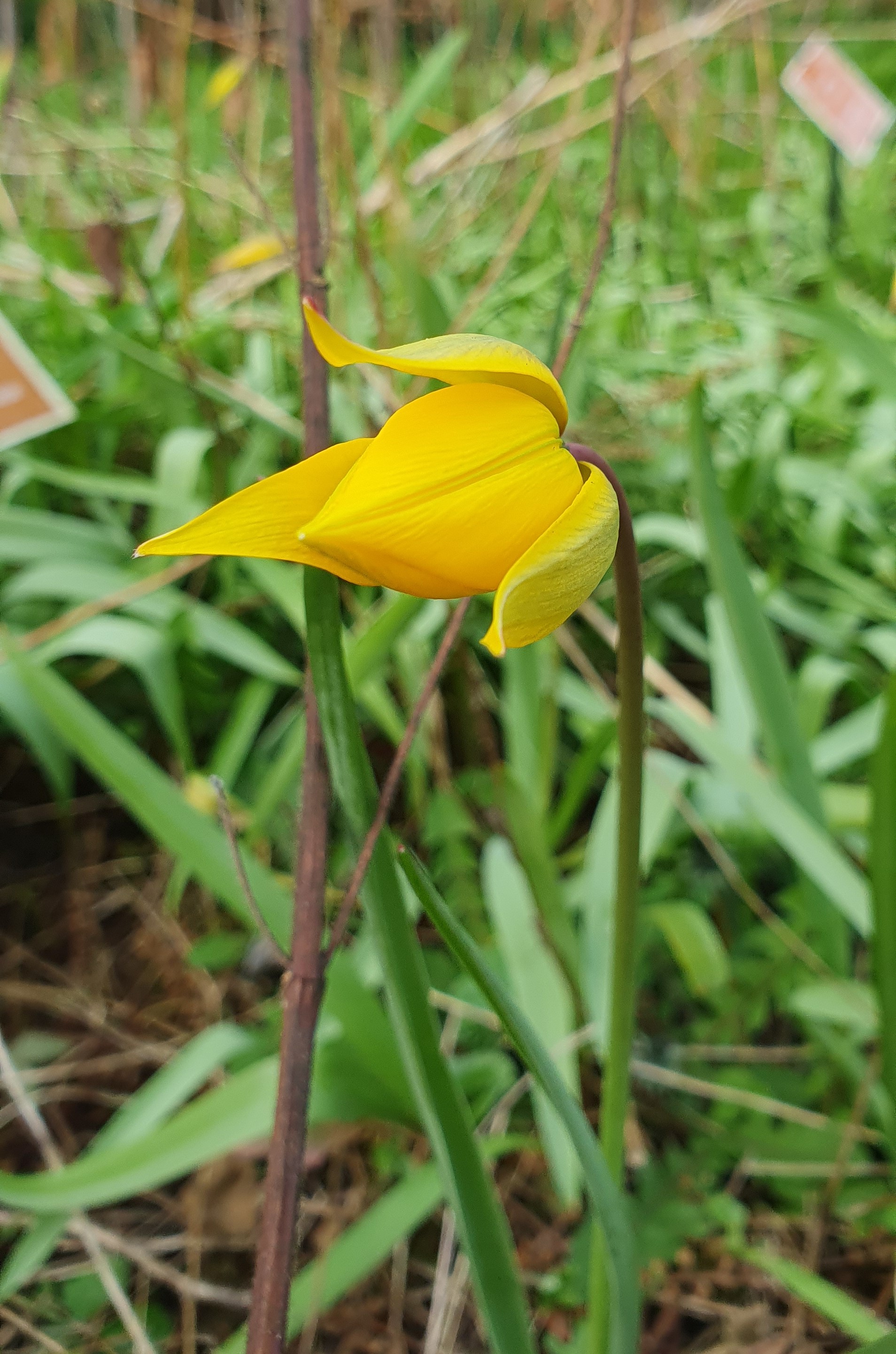 Op zondag 16 maart luidt de Botanische Tuin Kerkrade het voorjaar in!